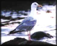 goeland-sur-rocher.jpg (3816 octets)